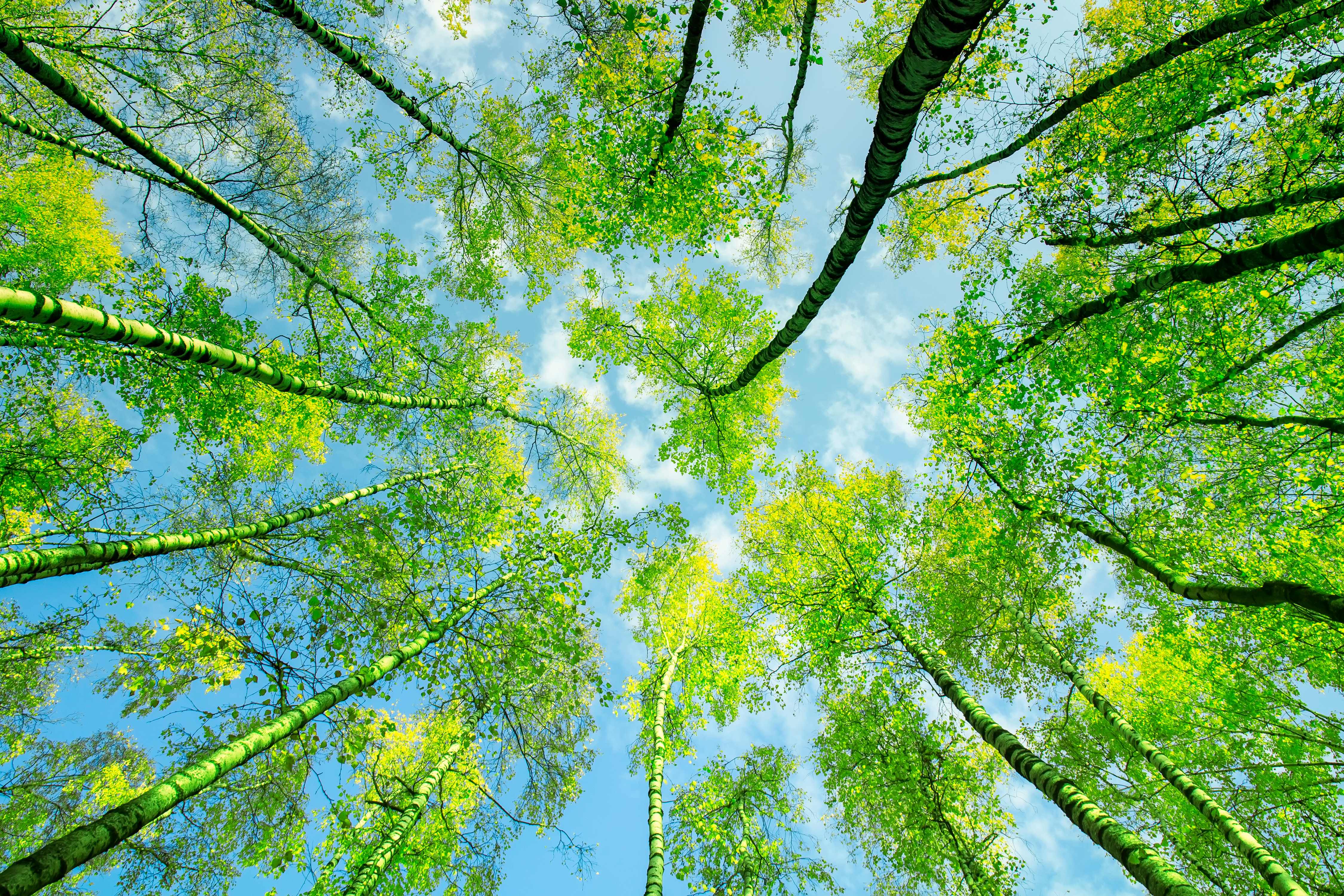 Frausein aus liebe zur erde, Stefanie Heinis, Arlesheim, Tanz, Ritual, Gesang, Natur