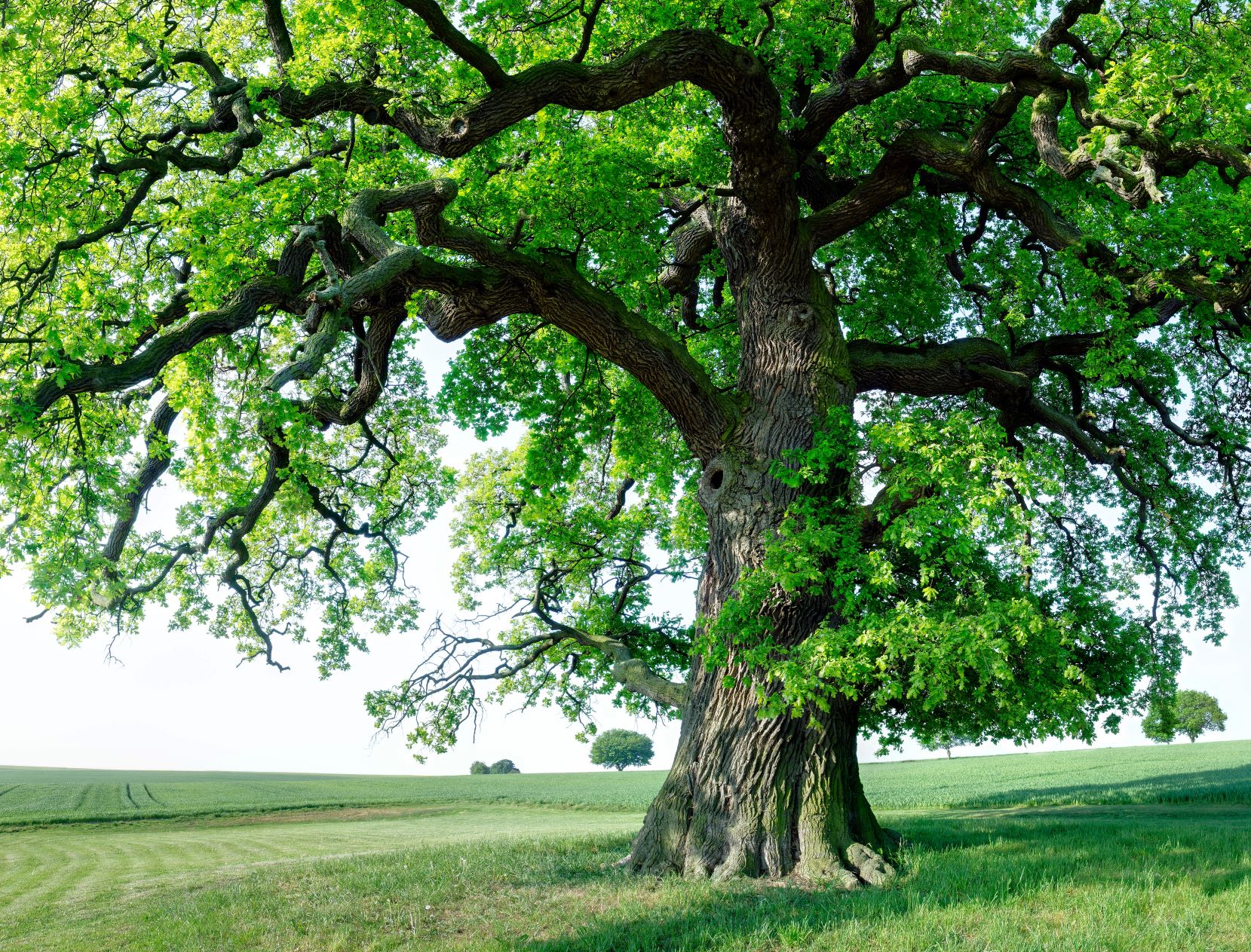frausein aus liebe zur erde, stefanie heinis, arlesheim, dornach, tanz, natur, meditation, ritual