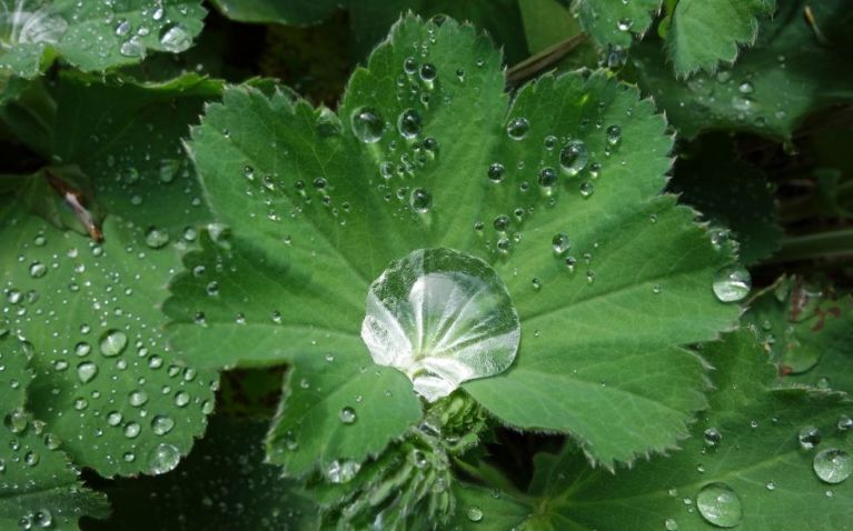 frausein aus liebe zur erde, stefanie heinis, arlesheim, dornach, tanz, natur, meditation, ritual